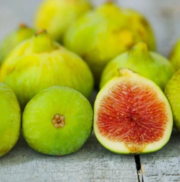 Kadota Fig Tree Live Plant - Ficus Carica Fruit Tree - 4 to 6 Inch Tall - Patio and Garden