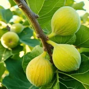 Kadota Fig Tree Live Plant - Ficus Carica Fruit Tree - 4 to 6 Inch Tall - Patio and Garden