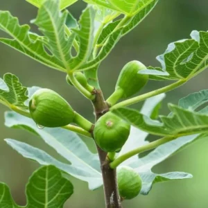 Kadota Fig Tree Live Plant - Ficus Carica Fruit Tree - 4 to 6 Inch Tall - Patio and Garden