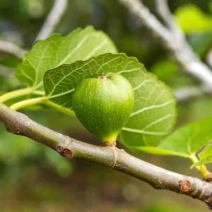 Kadota Fig Tree Live Plant - Ficus Carica Fruit Tree - 4 to 6 Inch Tall - Patio and Garden