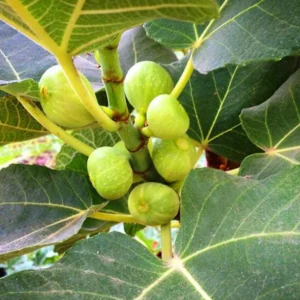 Kadota Fig Tree Live Plant - Ficus Carica Fruit Tree - 4 to 6 Inch Tall - Patio and Garden