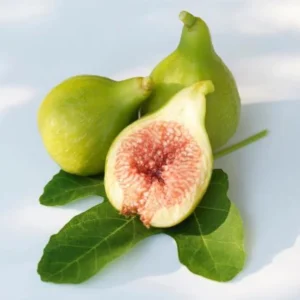 Kadota Fig Tree Live Plant - Ficus Carica Fruit Tree - 4 to 6 Inch Tall - Patio and Garden