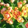 Kalanchoe Double Orange Red Plant 4" Pot - Blossfeldiana - Vibrant Blooms
