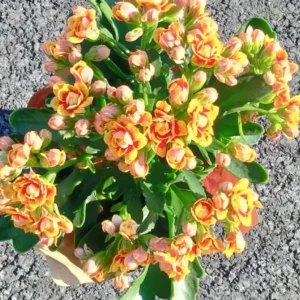 Kalanchoe Double Orange Red Plant 4" Pot - Blossfeldiana - Vibrant Blooms