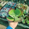 Kalanchoe Luciae Flapjack Succulent Paddle Plant 4 Inch Pot