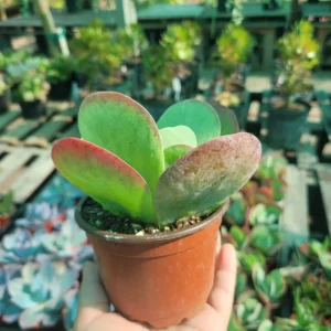 Kalanchoe Luciae Flapjack Succulent Paddle Plant 4 Inch Pot