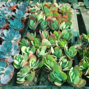 Kalanchoe Luciae Flapjack Succulent Paddle Plant 4 Inch Pot