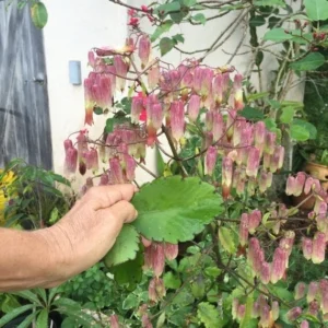 Kalanchoe Pinnata Plant - Live Rooted Leaf of Life Plant 4-6 Inch - 1 Pot