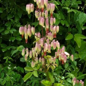 Kalanchoe Pinnata Plant - Live Rooted Leaf of Life Plant 4-6 Inch - 1 Pot