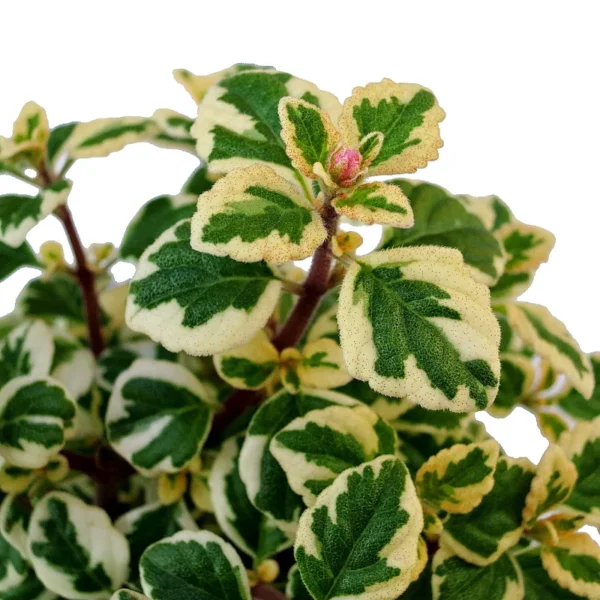 Kandy Kisses Plant - Hemizygia - 3.7 inch Pot - Rare Flowering Plant