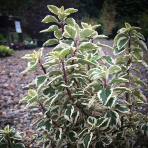 Kandy Kisses Plant - Hemizygia - 3.7 inch Pot - Rare Flowering Plant