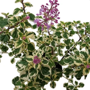 Kandy Kisses Plant - Hemizygia - 3.7 inch Pot - Rare Flowering Plant