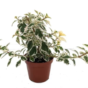 Kandy Kisses Plant - Hemizygia - 3.7 inch Pot - Rare Flowering Plant