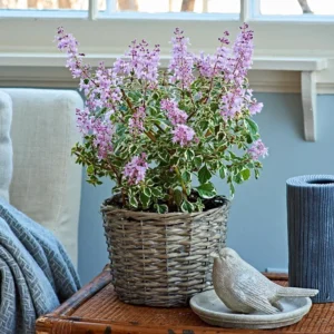 Kandy Kisses Plant - Hemizygia - 3.7 inch Pot - Rare Flowering Plant