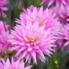 Karma Corona Pink Rare Dahlia Plants – Cut Flower Collection – Multicolor Blooms – Healthy Plants