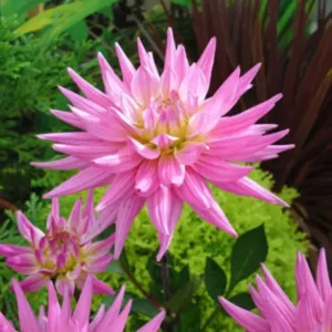 Karma Corona Pink Rare Dahlia Plants – Cut Flower Collection – Multicolor Blooms – Healthy Plants