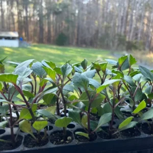 Karma Corona Pink Rare Dahlia Plants – Cut Flower Collection – Multicolor Blooms – Healthy Plants