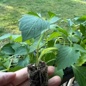 Karma Corona Pink Rare Dahlia Plants – Cut Flower Collection – Multicolor Blooms – Healthy Plants