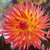 Karma Sangria Rare Dahlia Plants - Cut Flower Collection - Multicolor Blooms - Healthy Plants