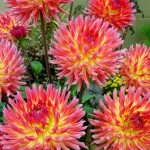 Karma Sangria Rare Dahlia Plants - Cut Flower Collection - Multicolor Blooms - Healthy Plants