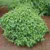Kelsey Dogwood Tree Cornus Kelseyi Potted Plant 6-12 Inches