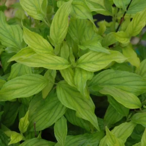 Kelsey Dogwood Tree Cornus Kelseyi Potted Plant 6-12 Inches