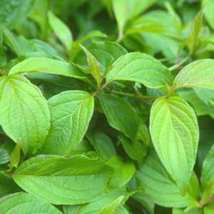 Kelsey Dogwood Tree Cornus Kelseyi Potted Plant 6-12 Inches