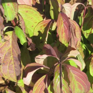 Kelsey Dogwood Tree Cornus Kelseyi Potted Plant 6-12 Inches