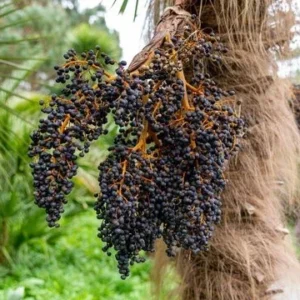 Kent Mango Tree - Mangifera Indica Fruit Tree - 1 Feet Tall Live Plant