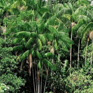 Kent Mango Tree - Mangifera Indica Fruit Tree - 1 Feet Tall Live Plant