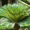 King Sago Palm Live Plant - 20 to 25" Height - Tropical Indoor and Outdoor Cycad