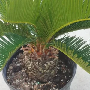 King Sago Palm Live Plant - 20 to 25