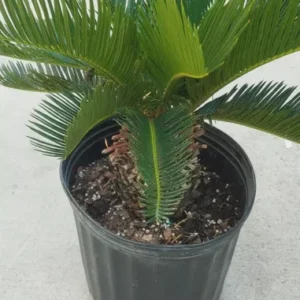 King Sago Palm Live Plant - 20 to 25
