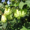 Kirin Ii Hops Bine - Live Plant - 4 Inch Pot - Green - Perennial Beermaking Humulus Lupus