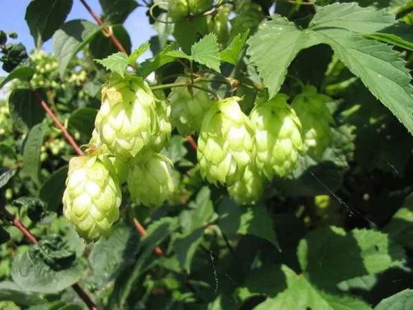 Kirin Ii Hops Bine - Live Plant - 4 Inch Pot - Green - Perennial Beermaking Humulus Lupus