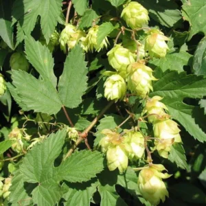 Kirin Ii Hops Bine - Live Plant - 4 Inch Pot - Green - Perennial Beermaking Humulus Lupus