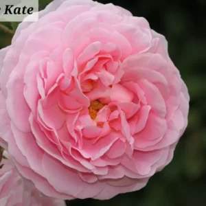 Kiss Me Kate Climbing Rose Live Starter Plant - Pink Flowering Re-bloomer