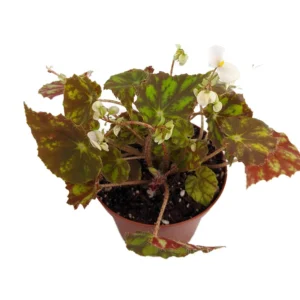 Kit Kat Begonia Plant - 2.5