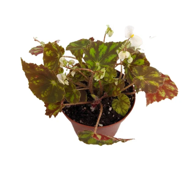 Kit Kat Begonia Plant - 2.5" Pot - Small Leaf Collector's Series Begonia