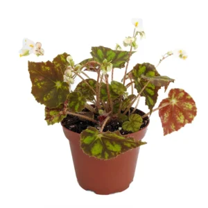 Kit Kat Begonia Plant - 2.5