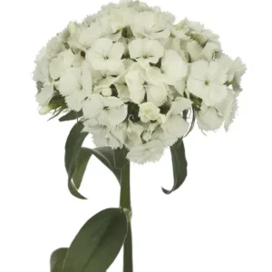 Kiwi Bunny Dianthus Flower Plants - Rare Well-Rooted Plugs for Cut Flower Garden