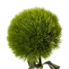 Kiwi Mellow Cool Rare Dianthus Flower Plants - Well-Rooted Plugs for Cut Flower Gardens - Multicolor Perennial