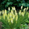 Kniphophia Pineapple Popsicle Plant Rooted - 5.25" Pot Red Hot Poker Perennial
