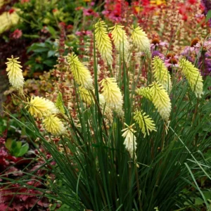 Kniphophia Pineapple Popsicle Plant Rooted - 5.25