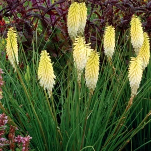 Kniphophia Pineapple Popsicle Plant Rooted - 5.25