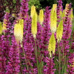 Kniphophia Pineapple Popsicle Plant Rooted - 5.25