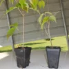 Kousa Dogwood Tree - Japanese Cornus Kousa Flowering Plant 6-12 Inch Qt. Pot