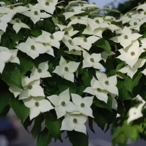 Kousa Dogwood Tree - Japanese Cornus Kousa Flowering Plant 6-12 Inch Qt. Pot
