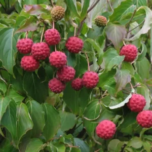 Kousa Dogwood Tree - Japanese Cornus Kousa Flowering Plant 6-12 Inch Qt. Pot