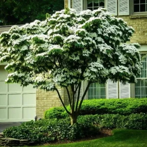 Kousa Dogwood Tree - Japanese Cornus Kousa Flowering Plant 6-12 Inch Qt. Pot
